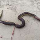 Image of Burrowing Snake
