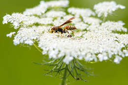 Image of Polistes dorsalis dorsalis