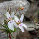 Sivun Stylidium repens R. Br. kuva