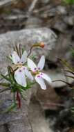 Image of Stylidium repens R. Br.