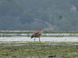 Image of Long-billed Curlew