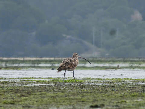 Image of Long-billed Curlew