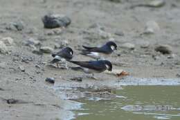 Image of Asian House Martin