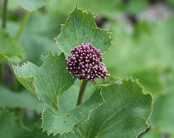 Image of Hedge-leaved Adenostyle