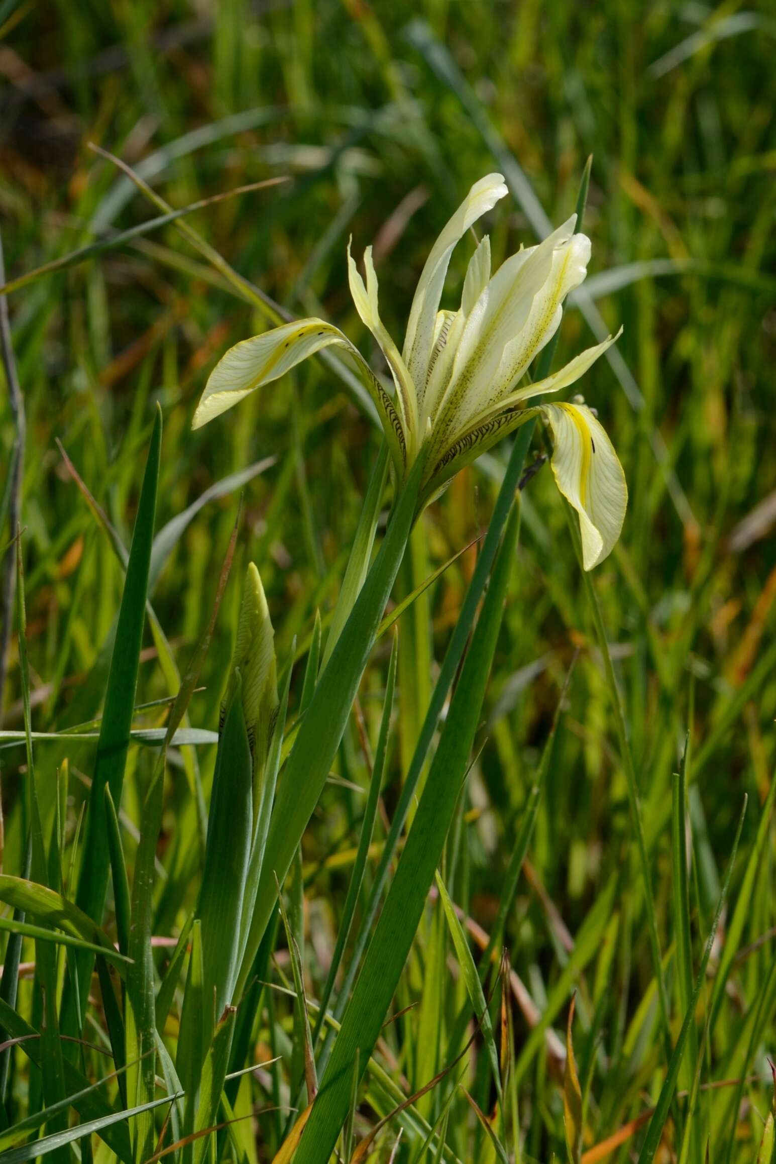 Image of Grant Duff's Iris