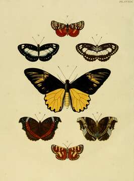 Image of Pantoporia venilia Linnaeus 1758