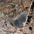 Image of Southern Short-tailed Shrew