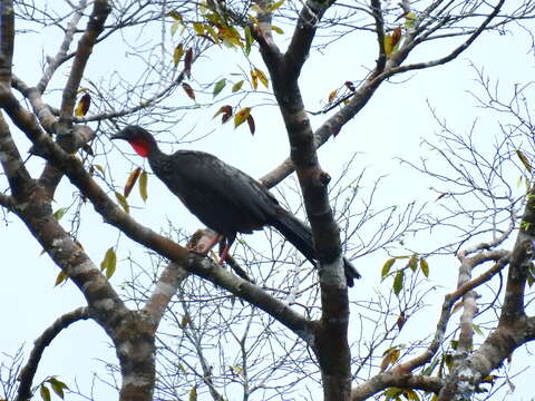 Image of Spix's Guan