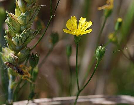 Image of nipplewort