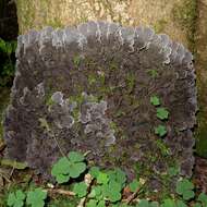 Image of felt lichen