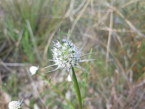 Image de Eryngium pinnatifidum Bunge