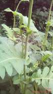 Image of Cabbage Thistle