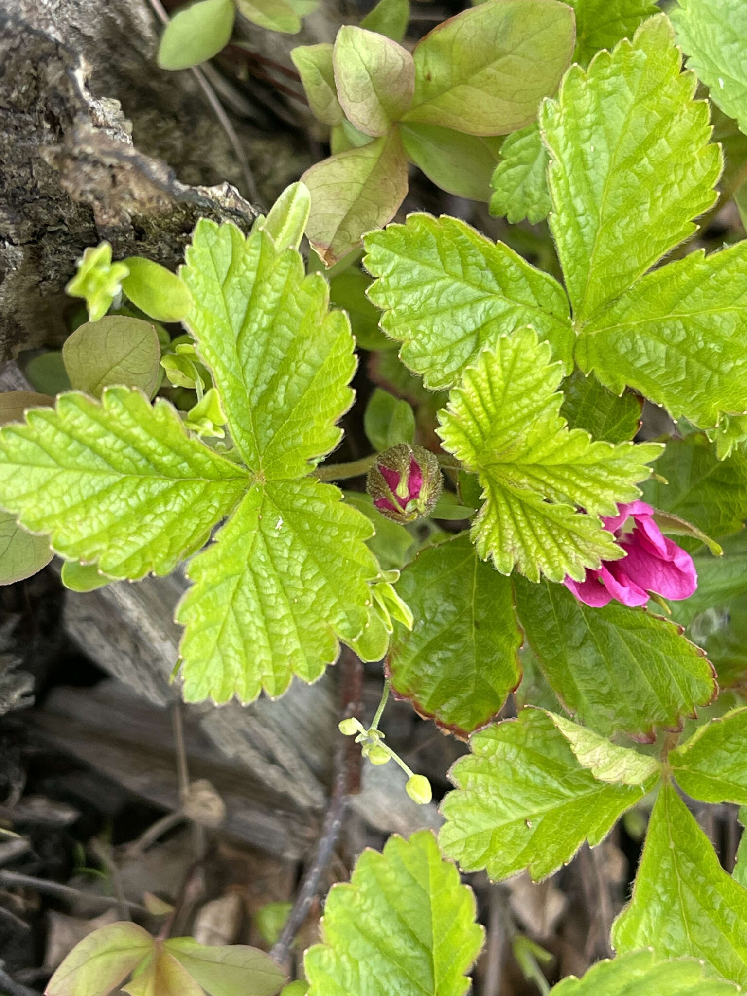 Image of arctic raspberry