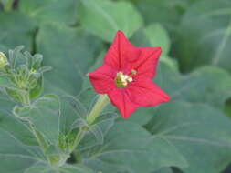 Image of Petunia exserta J. R. Stehmann