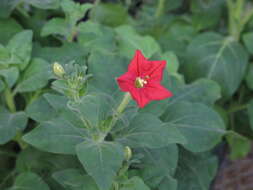 Image of Petunia exserta J. R. Stehmann