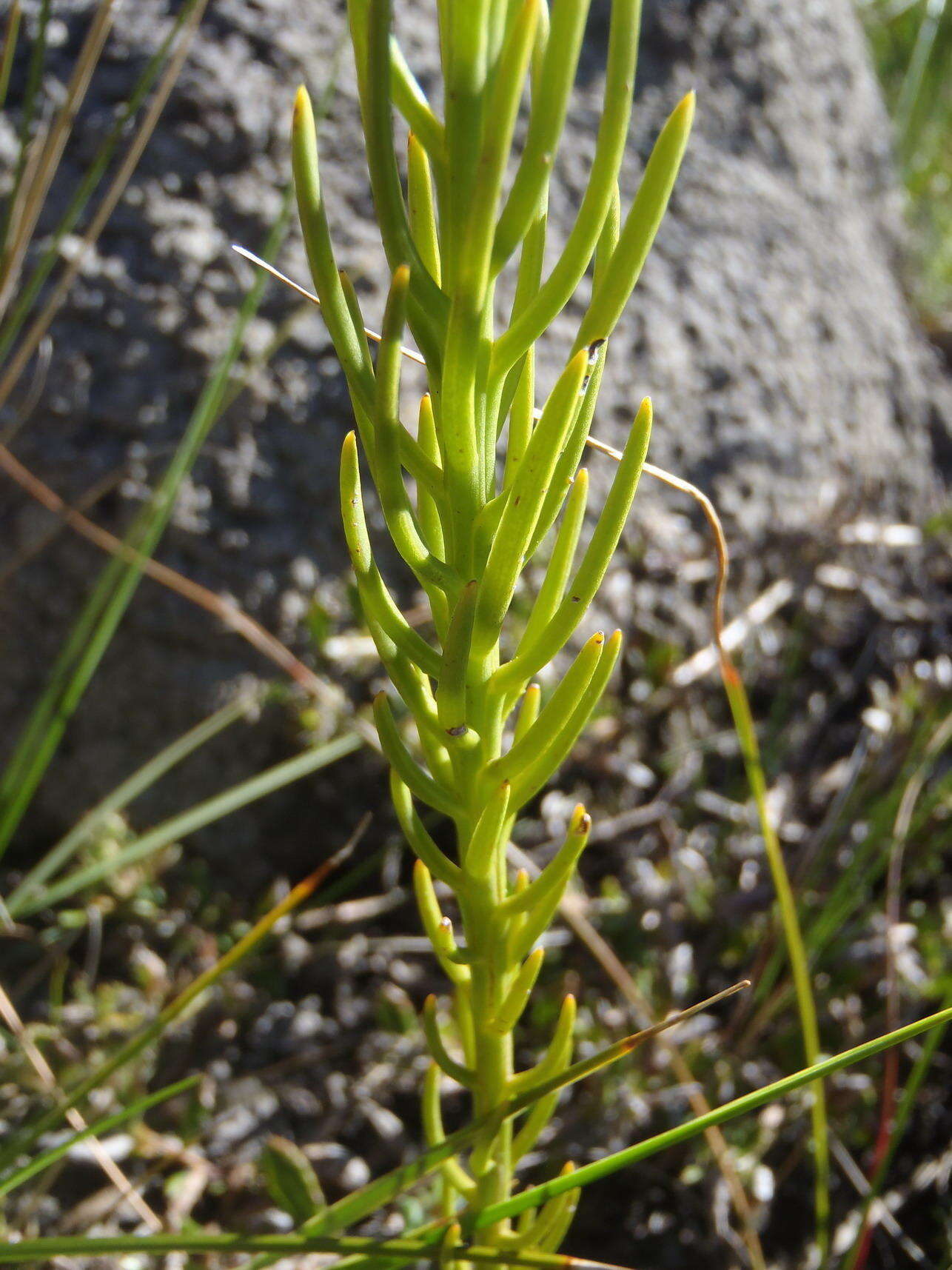 Image of Thesium glomeratum A. W. Hill