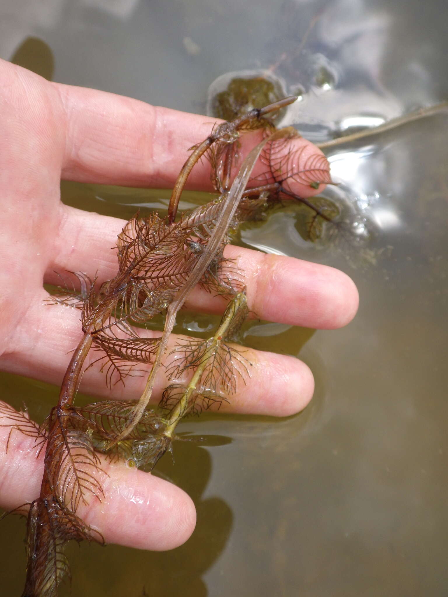 Image of Eurasian Water-Milfoil