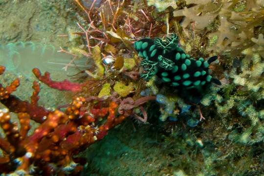 Image of Green spot black slug