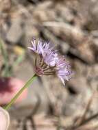 Image of rock onion