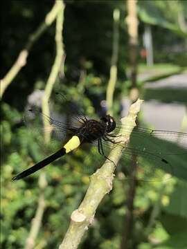 Pseudothemis jorina Förster 1904 resmi