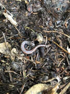 Image of Oregon Slender Salamander