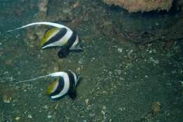 Image of Bannerfish