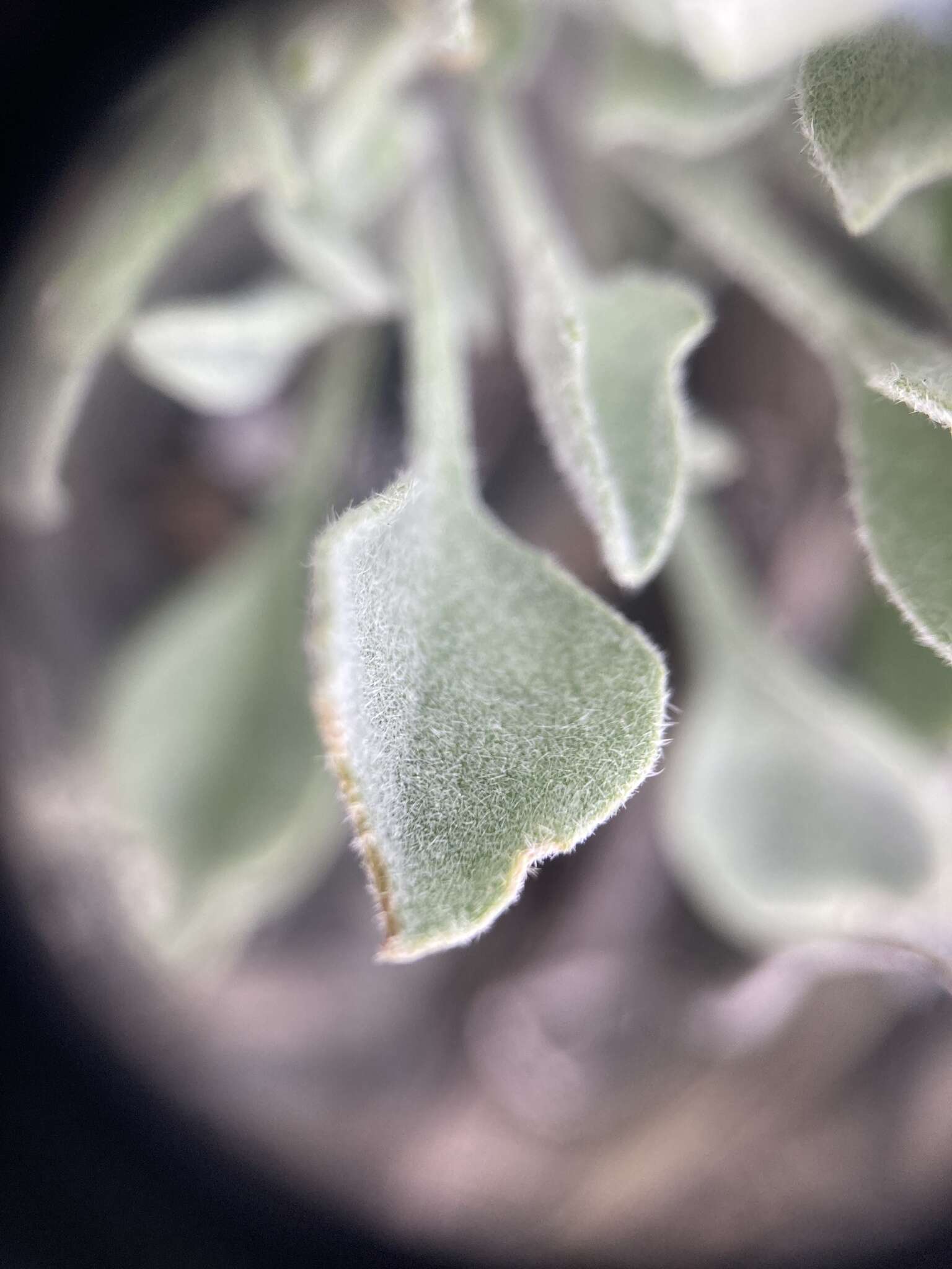 Image of Rogers Pass bladderpod