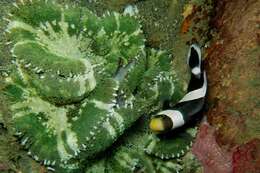 Image of Haddon's Carpet Anemone