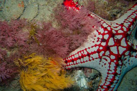 Image of African red knob sea star