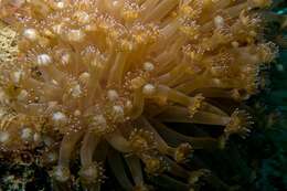 Image of Flowerpot corals