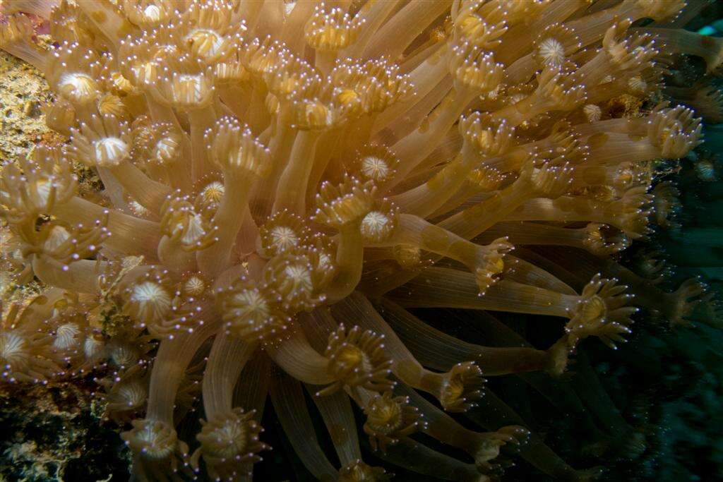 Image of Flowerpot corals