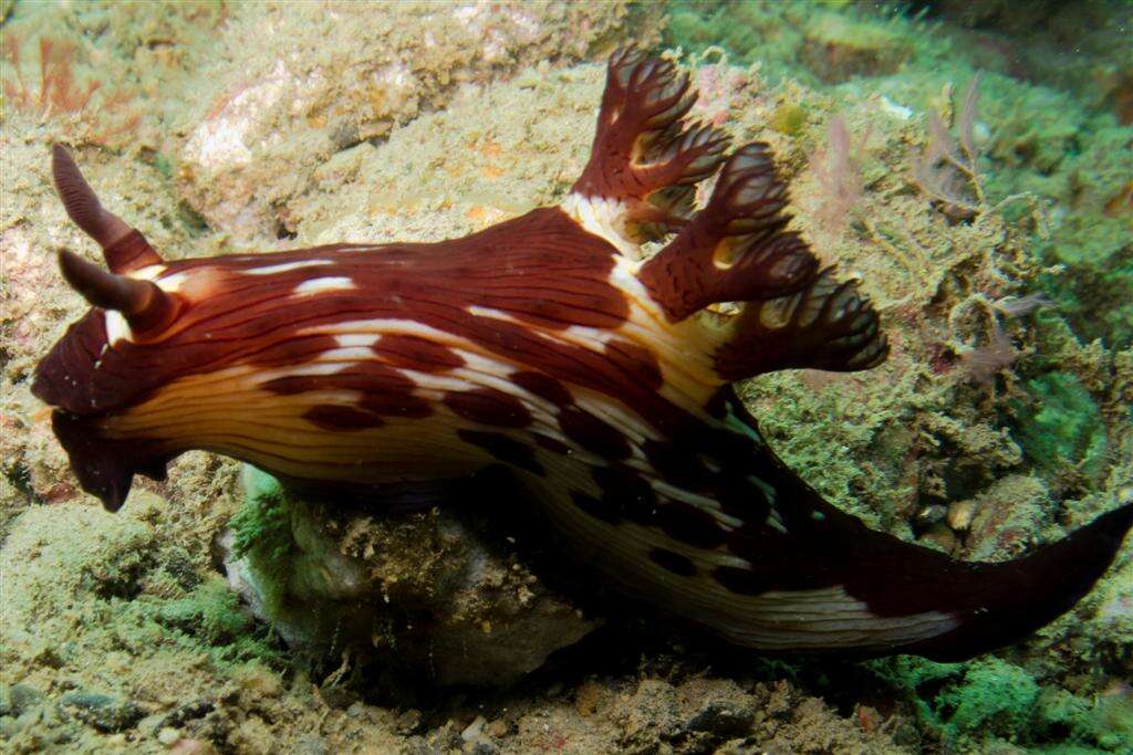 Jorunna rubescens (Bergh 1876) resmi