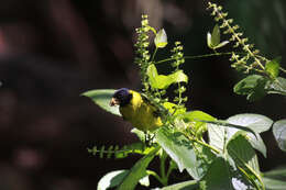 Spinus dominicensis (Bryant & H 1867)的圖片