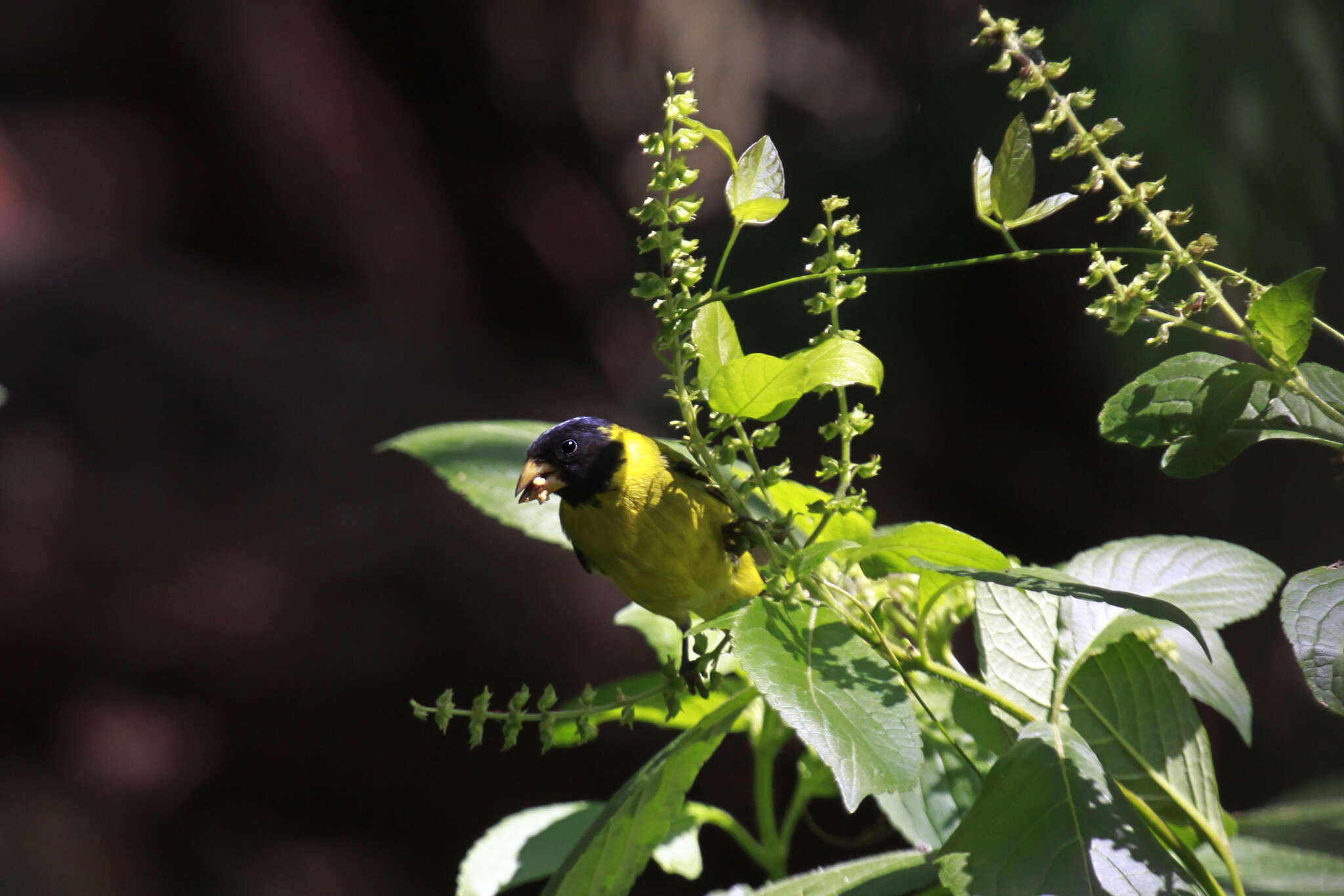 Spinus dominicensis (Bryant & H 1867)的圖片