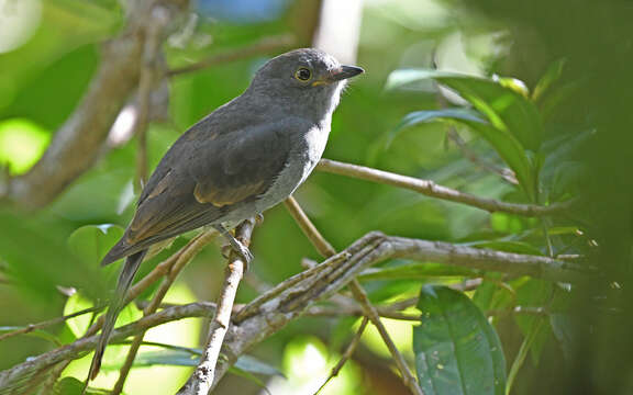 Image of Chestnut-capped Piha