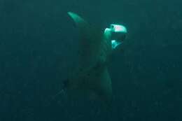 Image of Coastal Manta Ray