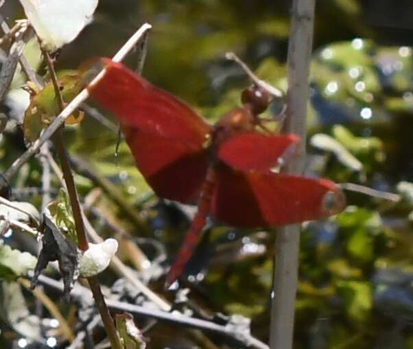 Image of Black Stream Glider