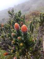 Image of flower of the Andes