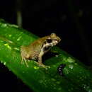 Image of Boulenger's Madagascar Frog