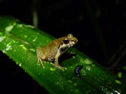Image of Boulenger's Madagascar Frog