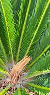 Image of Fern Palm