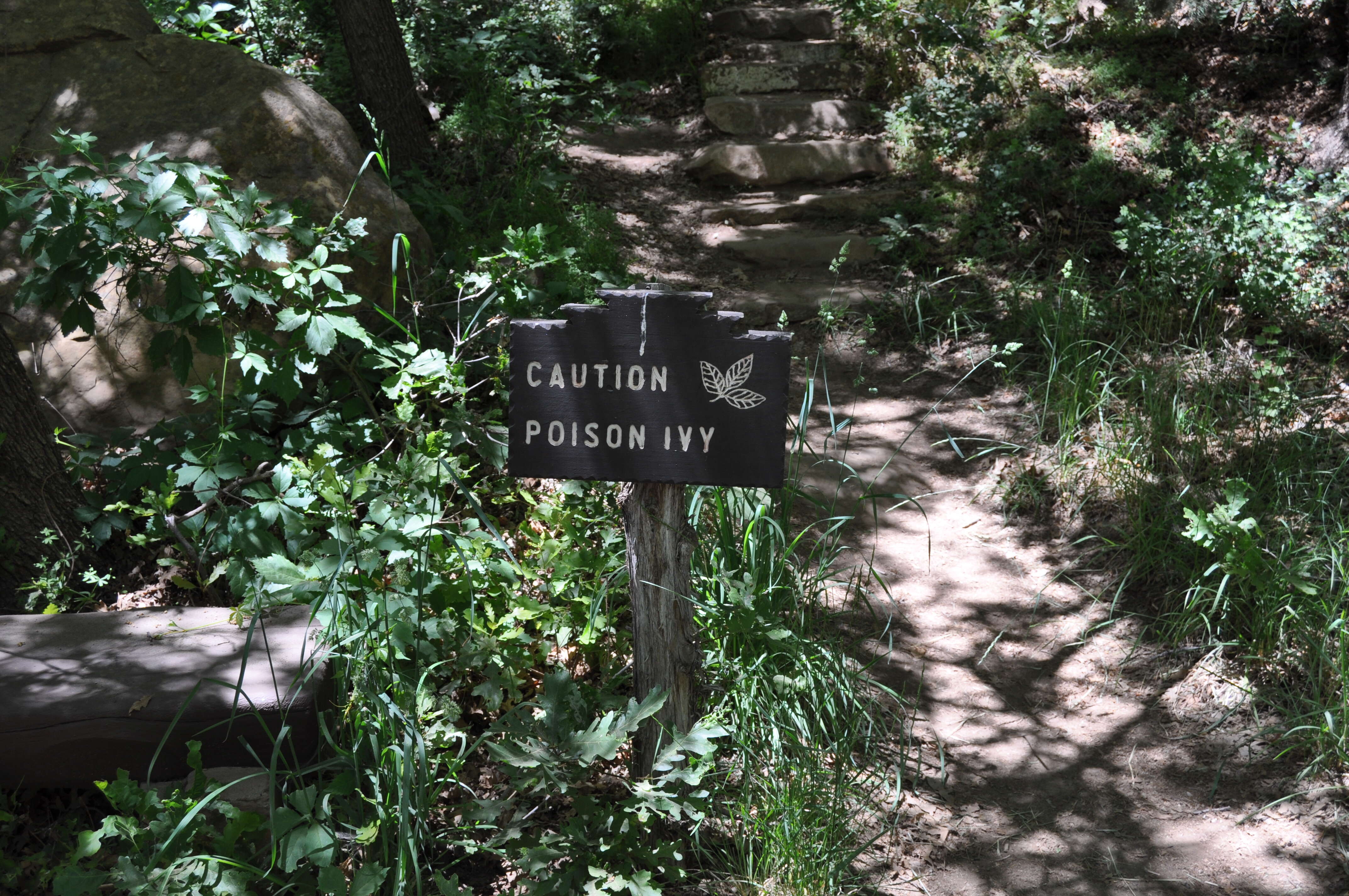 Image of eastern poison ivy