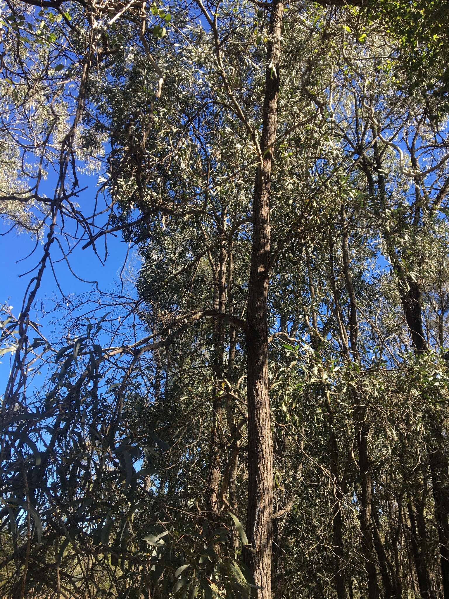 Image of Acacia harpophylla F. Muell. ex Benth.