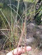 Image de Schizachyrium rhizomatum (Swallen) Gould