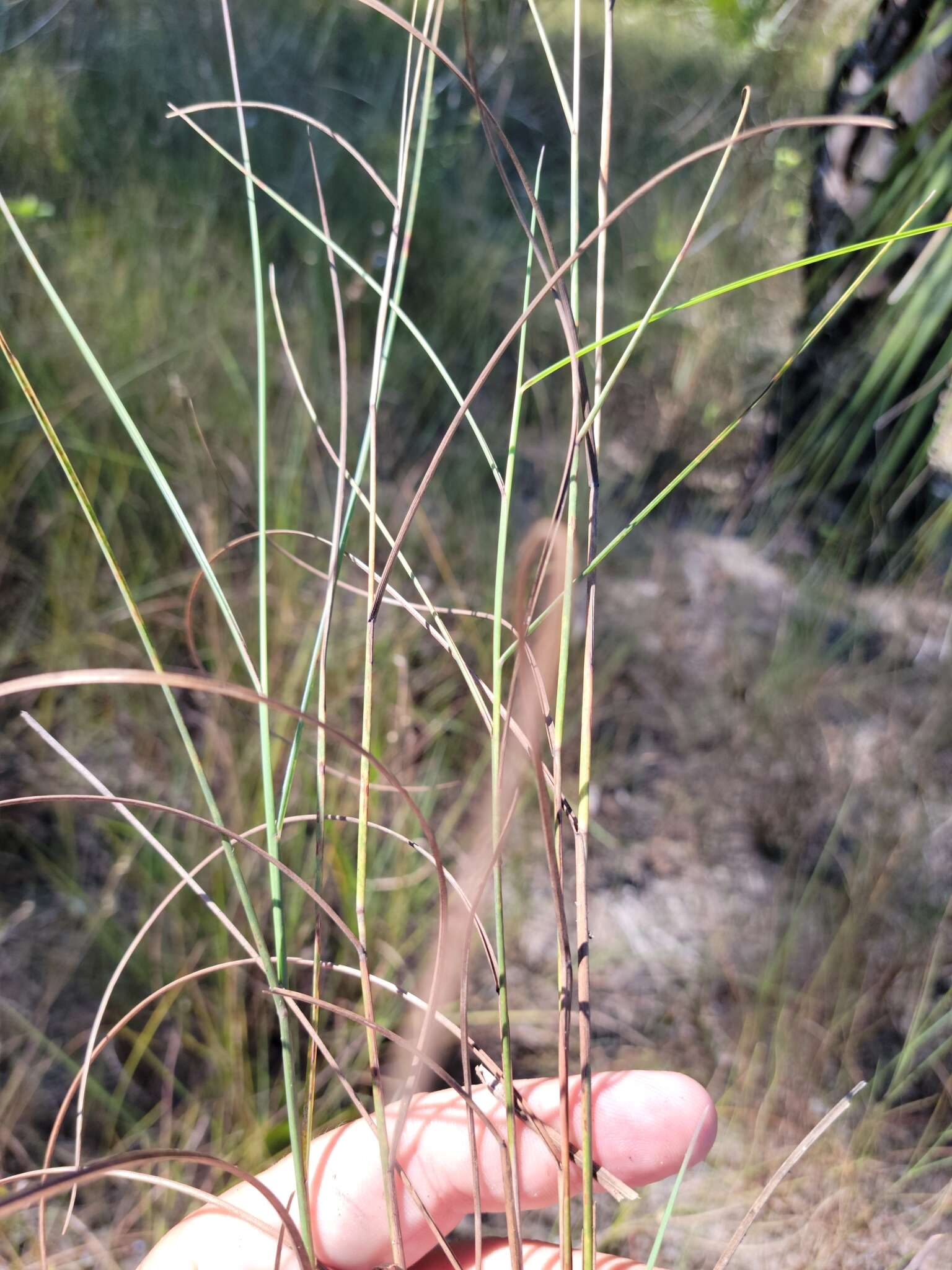 Image de Schizachyrium rhizomatum (Swallen) Gould