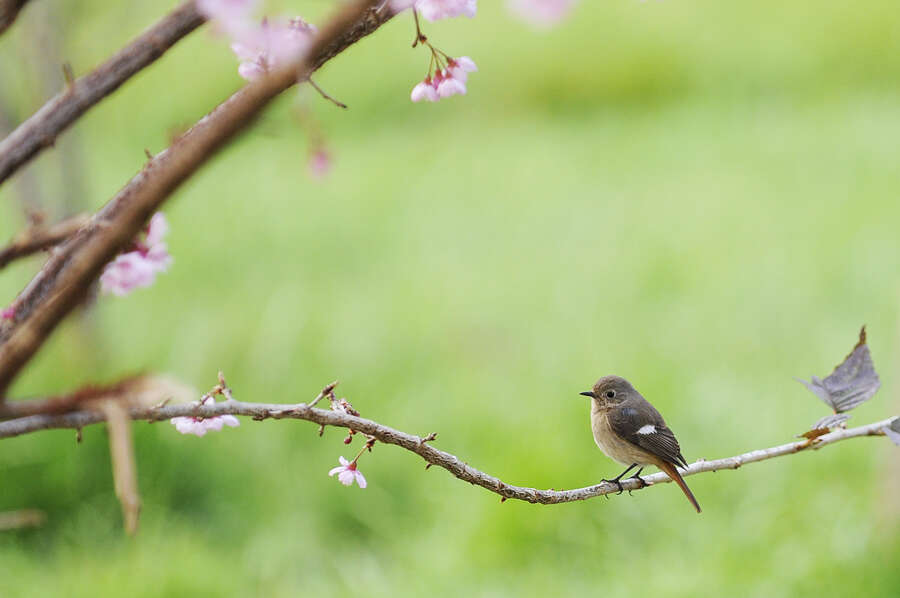 صورة حميراء شرقية