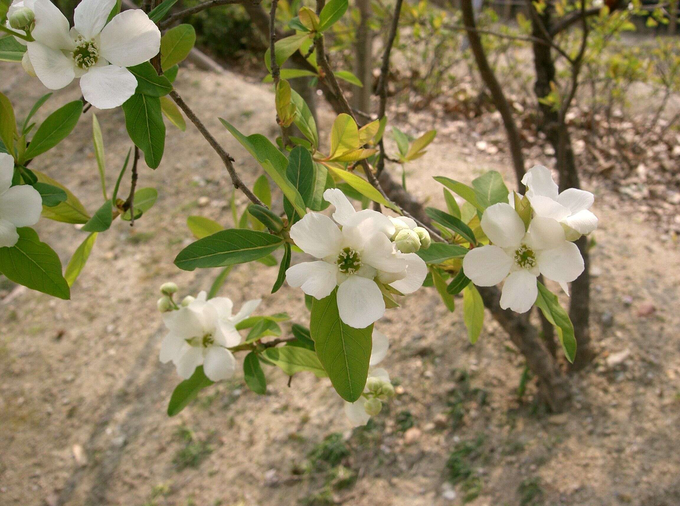 Image of common pearlbrush