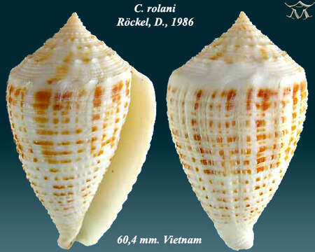 Image de Conus rolani Röckel 1986