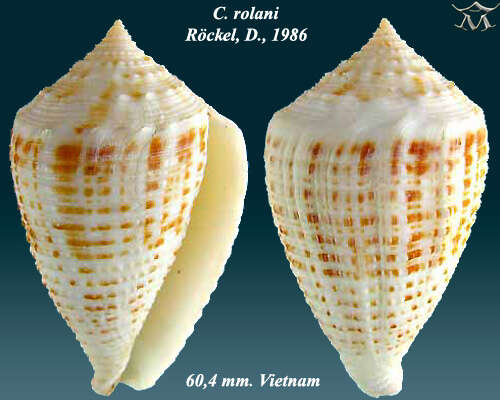 Image of Conus rolani Röckel 1986