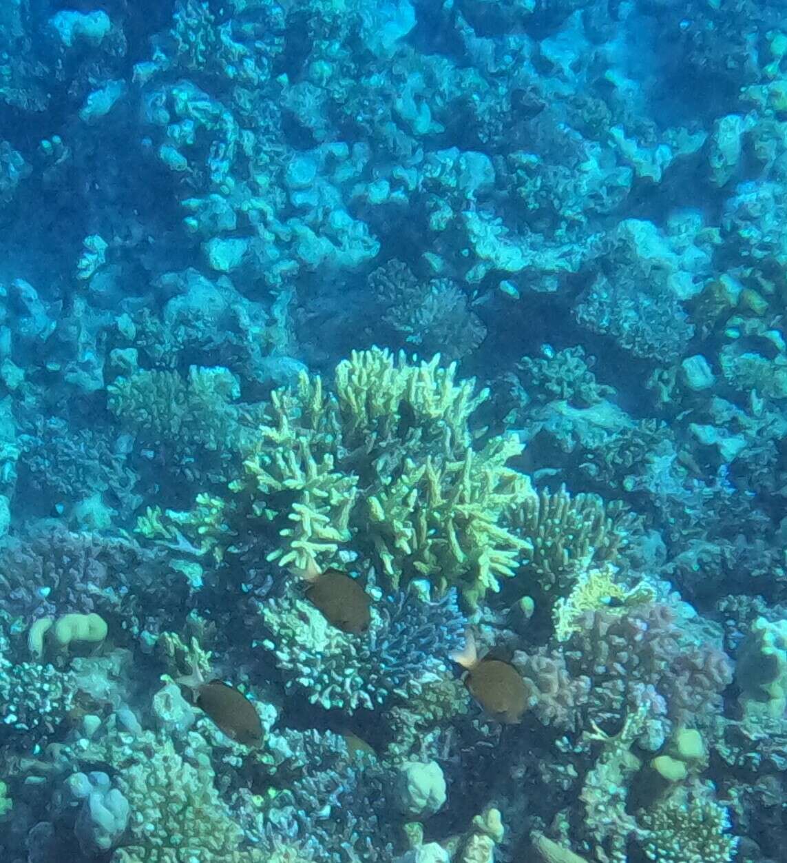 Image of Pemba chromis